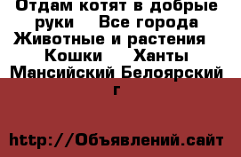 Отдам котят в добрые руки. - Все города Животные и растения » Кошки   . Ханты-Мансийский,Белоярский г.